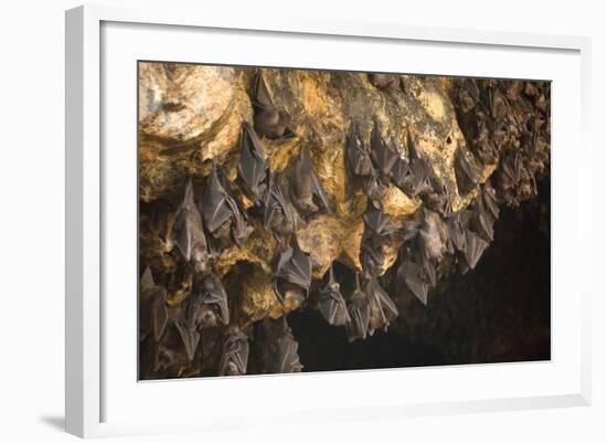 Bats on Roof of Cave Chamber Inside Purah Goa Lawah-Tony Waltham-Framed Photographic Print