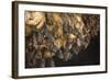 Bats on Roof of Cave Chamber Inside Purah Goa Lawah-Tony Waltham-Framed Photographic Print