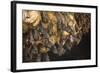 Bats on Roof of Cave Chamber Inside Purah Goa Lawah-Tony Waltham-Framed Photographic Print