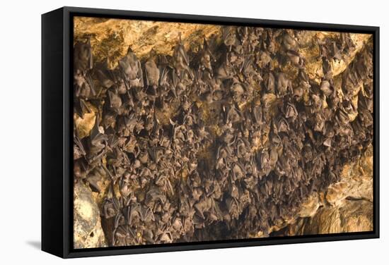 Bats on Roof of Cave Chamber Inside Purah Goa Lawah-Tony Waltham-Framed Stretched Canvas