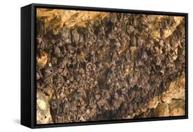 Bats on Roof of Cave Chamber Inside Purah Goa Lawah-Tony Waltham-Framed Stretched Canvas