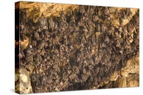 Bats on Roof of Cave Chamber Inside Purah Goa Lawah-Tony Waltham-Stretched Canvas