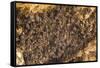 Bats on Roof of Cave Chamber Inside Purah Goa Lawah-Tony Waltham-Framed Stretched Canvas