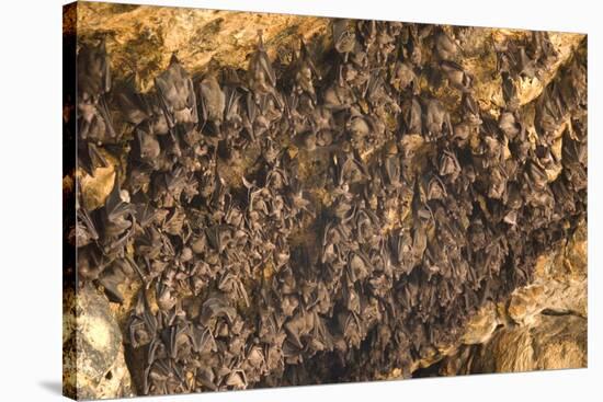 Bats on Roof of Cave Chamber Inside Purah Goa Lawah-Tony Waltham-Stretched Canvas