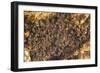 Bats on Roof of Cave Chamber Inside Purah Goa Lawah-Tony Waltham-Framed Photographic Print