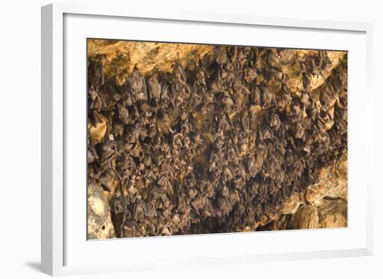 Bats on Roof of Cave Chamber Inside Purah Goa Lawah-Tony Waltham-Framed Photographic Print