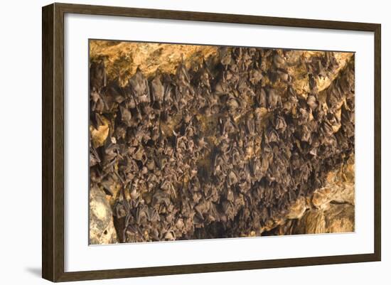 Bats on Roof of Cave Chamber Inside Purah Goa Lawah-Tony Waltham-Framed Photographic Print