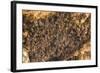 Bats on Roof of Cave Chamber Inside Purah Goa Lawah-Tony Waltham-Framed Photographic Print