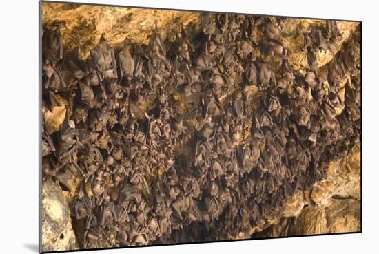 Bats on Roof of Cave Chamber Inside Purah Goa Lawah-Tony Waltham-Mounted Photographic Print