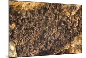 Bats on Roof of Cave Chamber Inside Purah Goa Lawah-Tony Waltham-Mounted Photographic Print