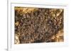 Bats on Roof of Cave Chamber Inside Purah Goa Lawah-Tony Waltham-Framed Photographic Print