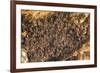 Bats on Roof of Cave Chamber Inside Purah Goa Lawah-Tony Waltham-Framed Photographic Print
