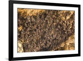 Bats on Roof of Cave Chamber Inside Purah Goa Lawah-Tony Waltham-Framed Photographic Print