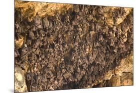 Bats on Roof of Cave Chamber Inside Purah Goa Lawah-Tony Waltham-Mounted Photographic Print