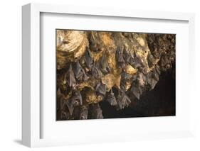 Bats on Roof of Cave Chamber Inside Purah Goa Lawah-Tony Waltham-Framed Photographic Print