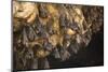 Bats on Roof of Cave Chamber Inside Purah Goa Lawah-Tony Waltham-Mounted Photographic Print