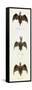 Bats, 'Quadrupeds', from De Buffon-Georges-Louis Leclerc-Framed Stretched Canvas