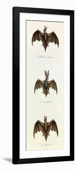 Bats, 'Quadrupeds', from De Buffon-Georges-Louis Leclerc-Framed Art Print