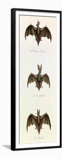 Bats, 'Quadrupeds', from De Buffon-Georges-Louis Leclerc-Framed Art Print