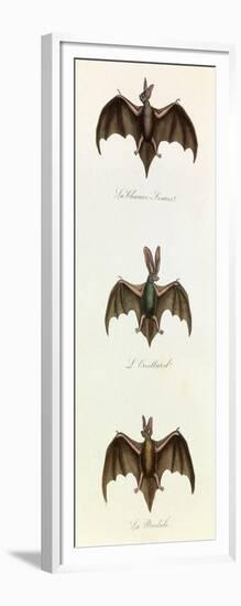 Bats, 'Quadrupeds', from De Buffon-Georges-Louis Leclerc-Framed Art Print