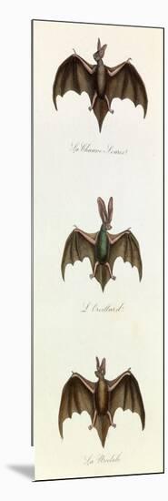 Bats, 'Quadrupeds', from De Buffon-Georges-Louis Leclerc-Mounted Art Print