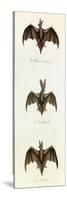 Bats, 'Quadrupeds', from De Buffon-Georges-Louis Leclerc-Stretched Canvas