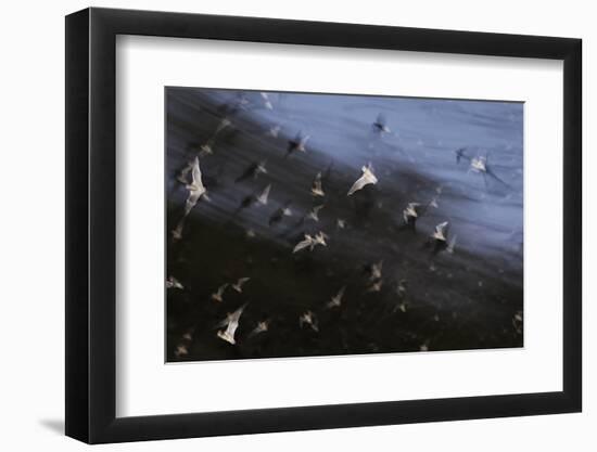 Bats (Several Species) Emerge from a Cave at Dusk. Calakmul Biosphere Reserve, Yucatan, Mexico-Kevin Schafer-Framed Photographic Print