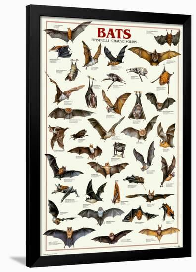 Bats-null-Framed Poster