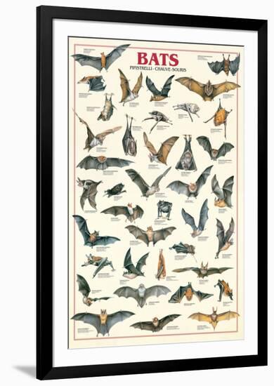 Bats-null-Framed Premium Giclee Print