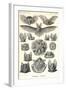 Bats-Ernst Haeckel-Framed Art Print