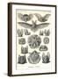 Bats-Ernst Haeckel-Framed Art Print