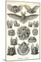 Bats-Ernst Haeckel-Mounted Art Print