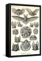 Bats-Ernst Haeckel-Framed Stretched Canvas