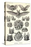 Bats-Ernst Haeckel-Stretched Canvas