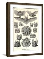 Bats-Ernst Haeckel-Framed Art Print