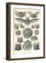 Bats-Ernst Haeckel-Framed Art Print