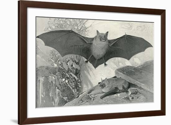 Bats-null-Framed Art Print