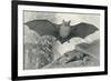 Bats-null-Framed Art Print