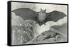 Bats-null-Framed Stretched Canvas