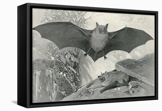 Bats-null-Framed Stretched Canvas