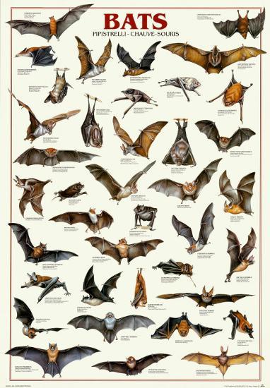Poster, , large