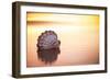 Battered But Beautiful-Chris Moyer-Framed Photographic Print