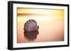 Battered But Beautiful-Chris Moyer-Framed Photographic Print