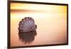 Battered But Beautiful-Chris Moyer-Framed Photographic Print