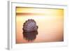 Battered But Beautiful-Chris Moyer-Framed Photographic Print