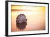 Battered But Beautiful-Chris Moyer-Framed Photographic Print