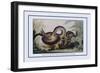 Battle Between the Great Boa and a Tiger-J.h. Clark-Framed Art Print