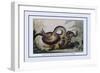 Battle Between the Great Boa and a Tiger-J.h. Clark-Framed Art Print