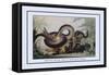 Battle Between the Great Boa and a Tiger-J.h. Clark-Framed Stretched Canvas