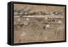 Battle Of Fredericksburg-Alfred R. Waud-Framed Stretched Canvas